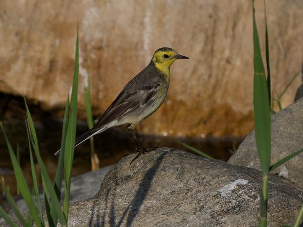 Citrine wagtail (Motacilla citreola)